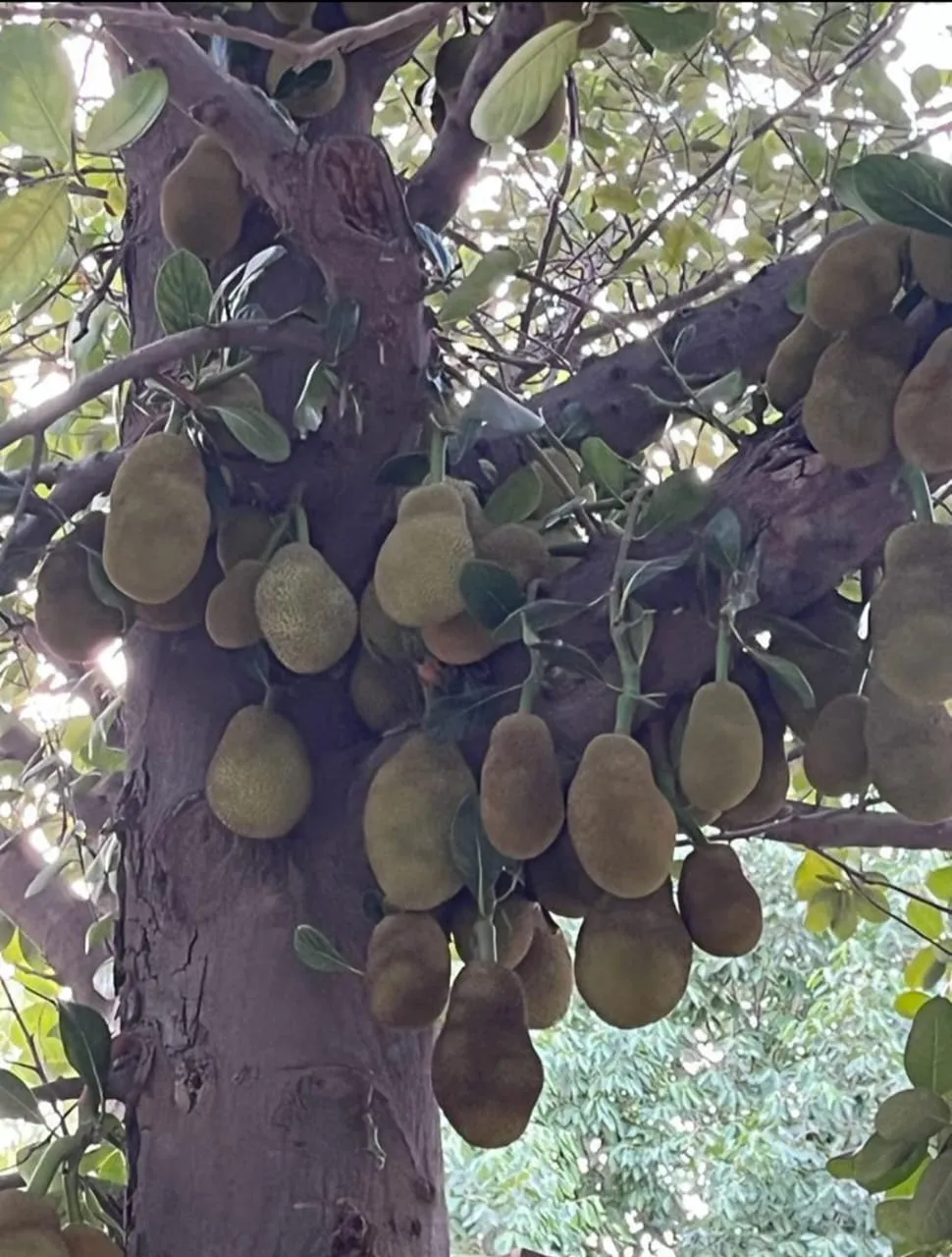 gauravshalibharat News