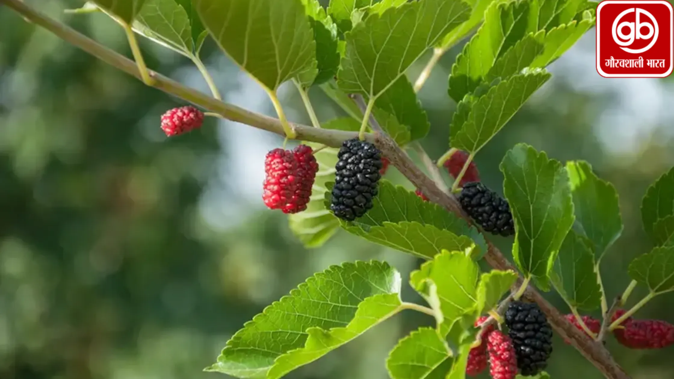 शहतूत के फायदे: एनीमिया और पेट की समस्याओं का प्राकृतिक समाधान
