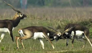 gauravshalibharat News