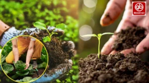 gauravshalibharat News