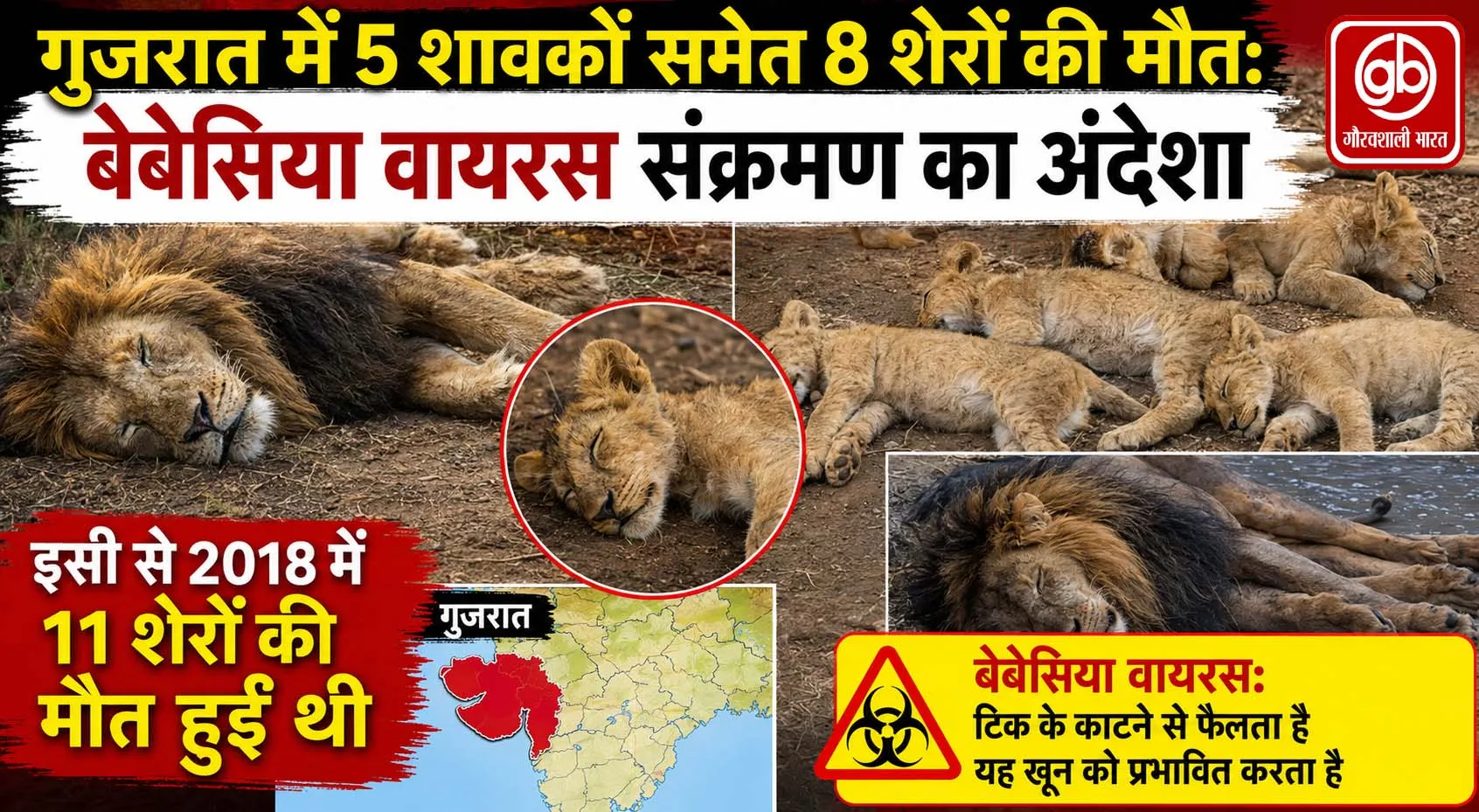 गुजरात में 5 शावकों समेत 8 शेरों की मौत