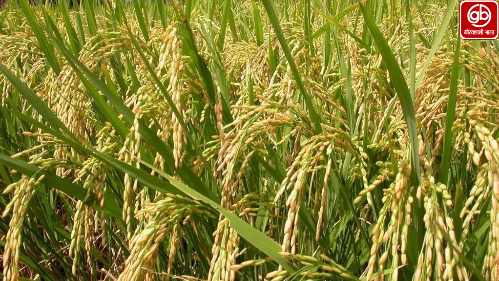 देशी धान किस्मों के संरक्षण पर राज्यों और संस्थानों को बड़ी मदद