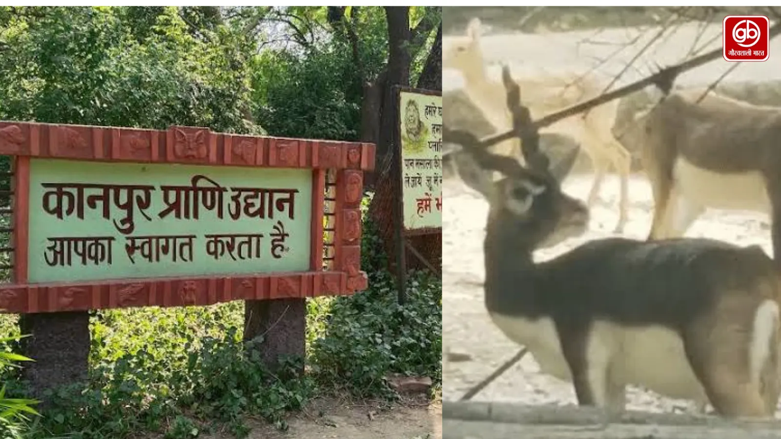 कानपुर में चार काले हिरणों की मौत, परजीवी संक्रमण की आशंका