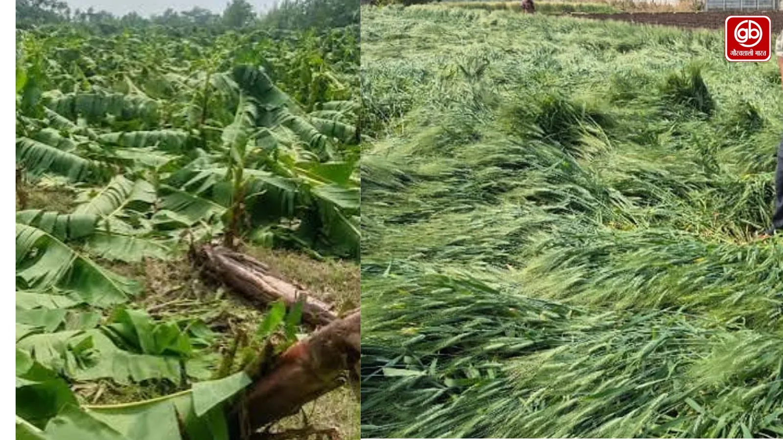 यूपी में फसल नुकसान का डिजिटल सर्वे 12 अक्टूबर तक होगा पूरा